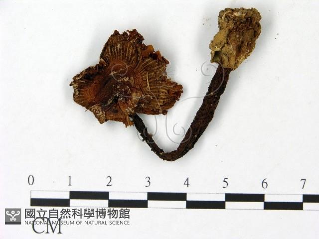 鵝膏屬藏品圖，第3張