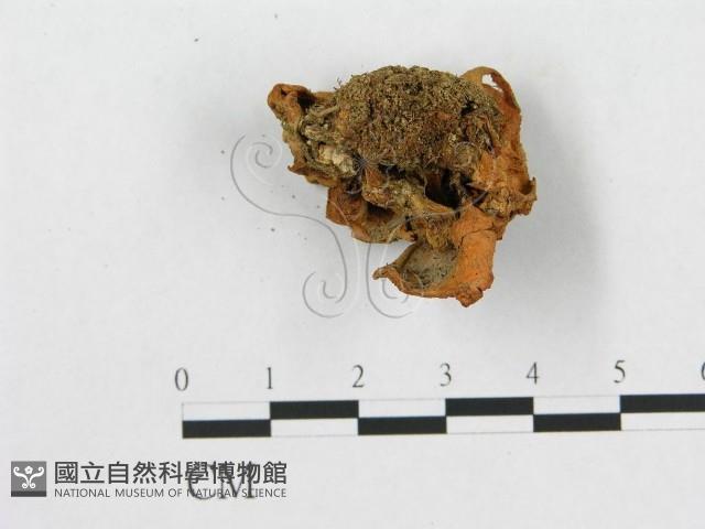 多孔菌屬藏品圖，第3張