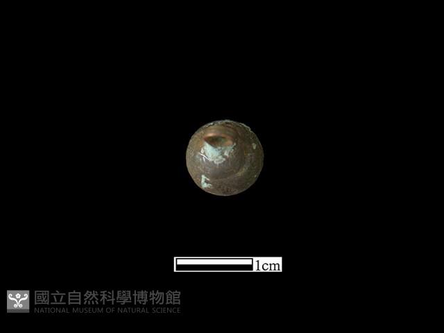 Accession Number:BK-CU031 Collection Image, Figure 3, Total 3 Figures