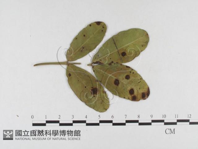 登錄號:F0026331藏品圖，第1張