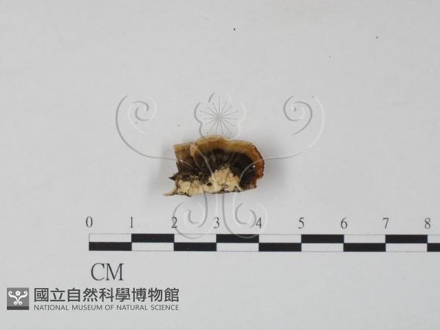 雲芝藏品圖，第3張