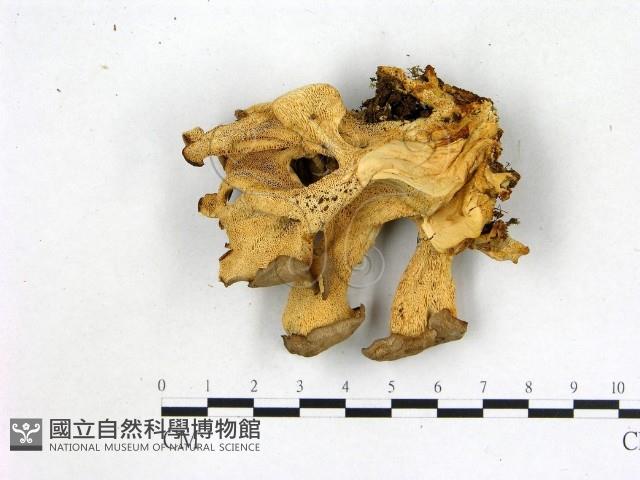 登錄號:F0016331藏品圖，第3張