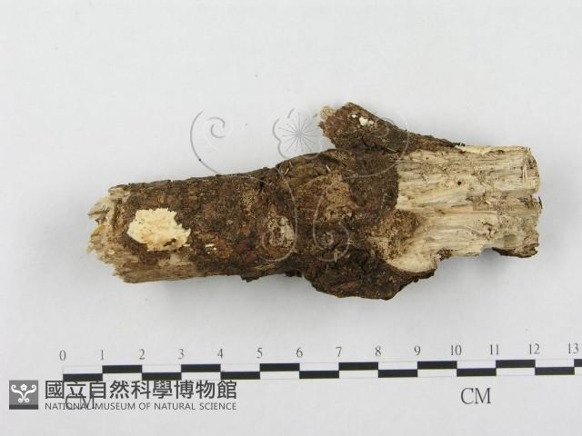 登錄號:F0001331藏品圖，第4張