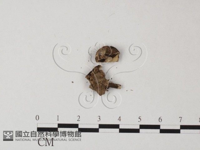 登錄號:F0004331藏品圖，第3張
