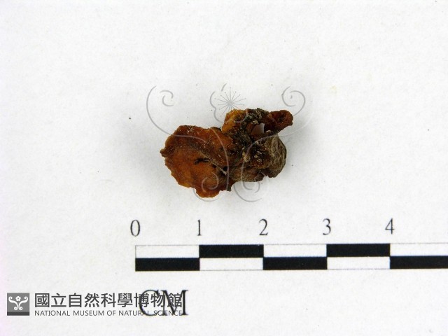 木耳屬藏品圖，第3張