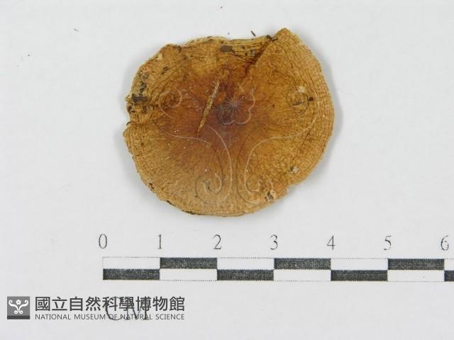 登錄號:F0002331藏品圖，第3張