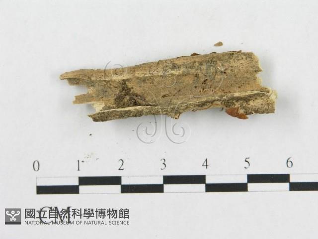 登錄號:F0012331藏品圖，第3張