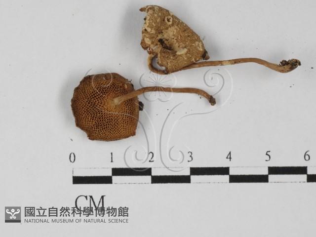 登錄號:F0027331藏品圖，第3張