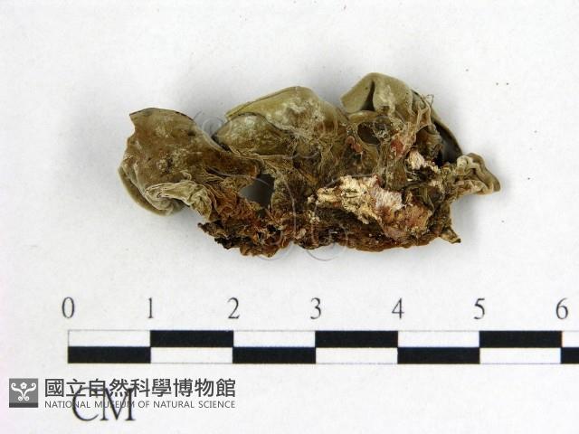 毛木耳藏品圖，第3張