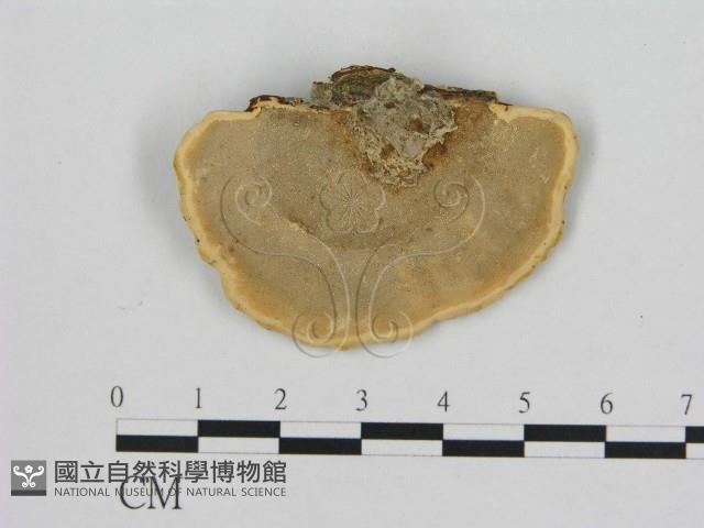 相鄰小孔菌藏品圖，第3張