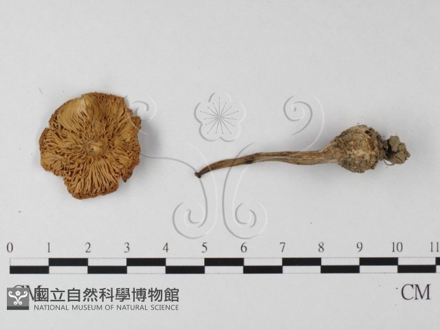 登錄號:F0003331藏品圖，第3張