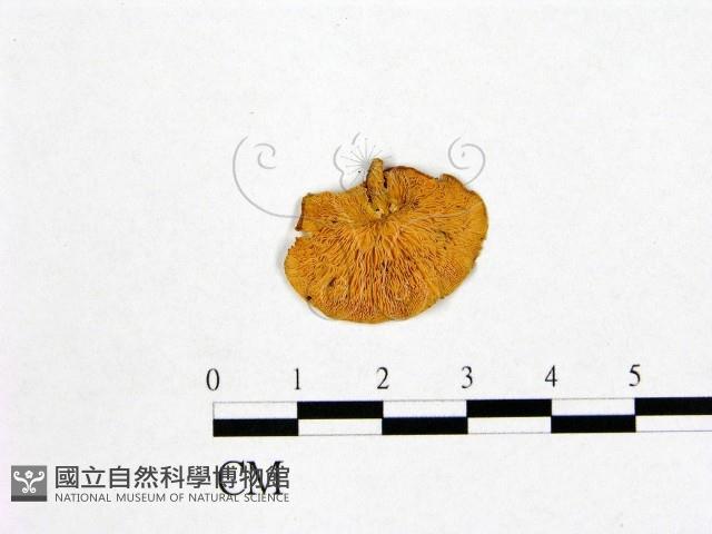 登錄號:F0013331藏品圖，第3張