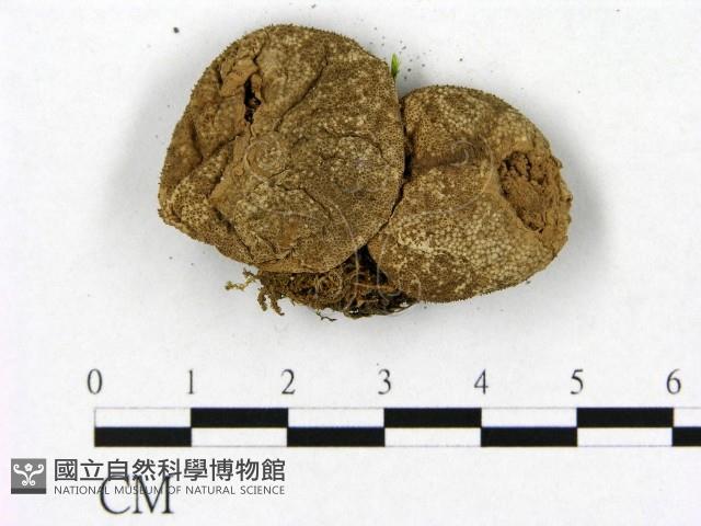 登錄號:F0020271藏品圖，第3張