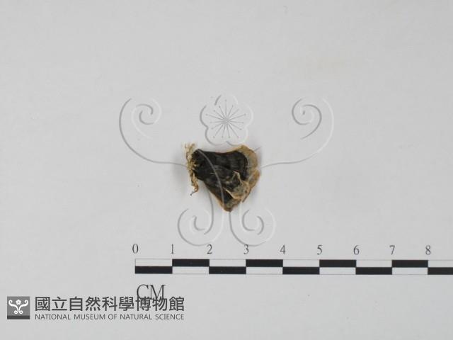 雲芝藏品圖，第3張