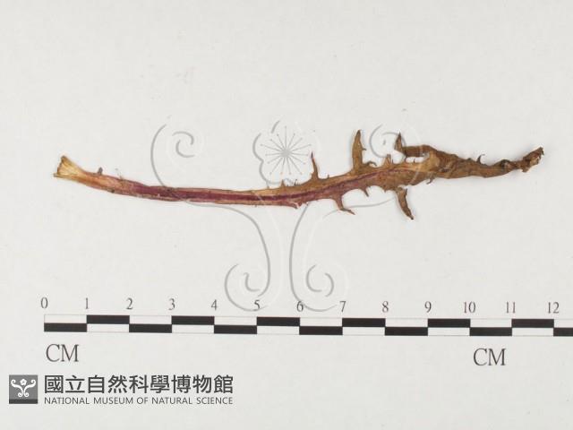 登錄號:F0026271藏品圖，第3張