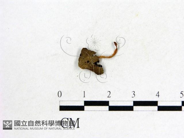 鬼傘屬藏品圖，第3張