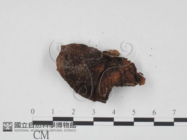 登錄號:F0021271藏品圖，第3張