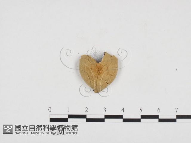登錄號:F0024271藏品圖，第3張