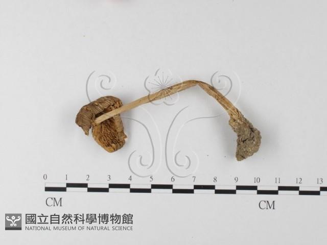 登錄號:F0014271藏品圖，第3張