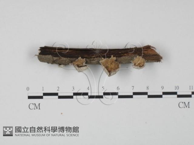 裂褶菌藏品圖，第3張