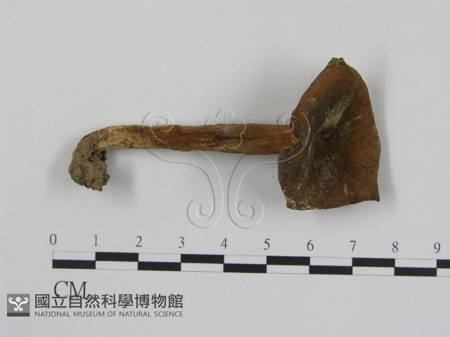 登錄號:F0002271藏品圖，第3張