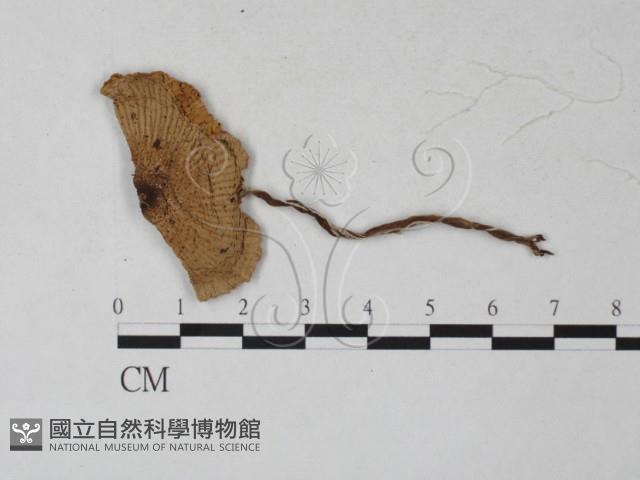 登錄號:F0027271藏品圖，第3張