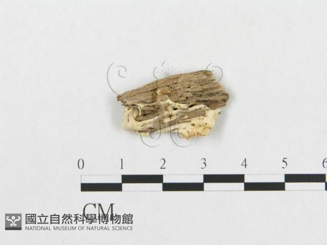登錄號:F0007271藏品圖，第3張