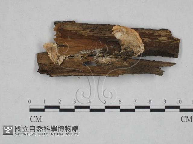 射脈菌屬藏品圖，第3張