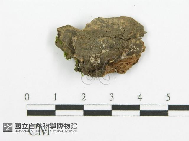 登錄號:F0015271藏品圖，第3張