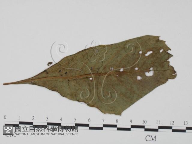 登錄號:F0019271藏品圖，第3張