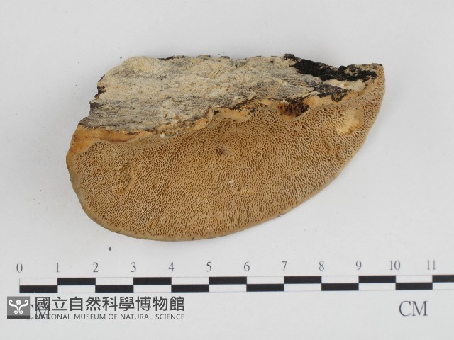 偏腫栓菌藏品圖，第3張
