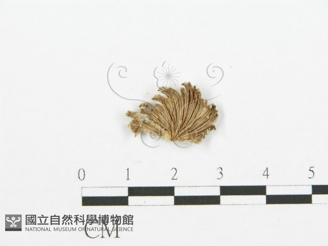 裂褶菌藏品圖，第3張