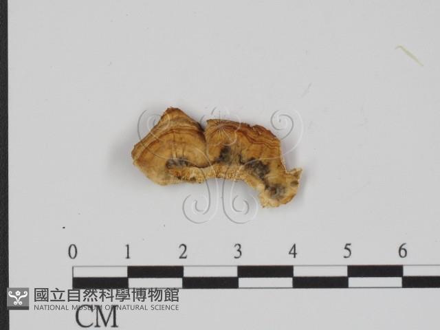 登錄號:F0018871藏品圖，第3張