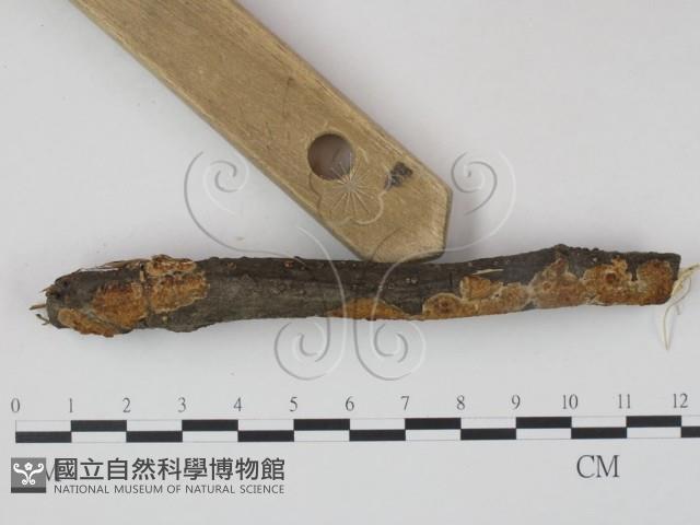 登錄號:F0020871藏品圖，第3張