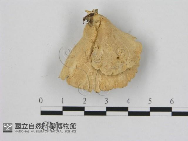 登錄號:F0010871藏品圖，第3張
