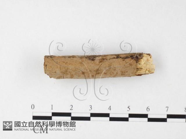 刺革菌屬藏品圖，第3張