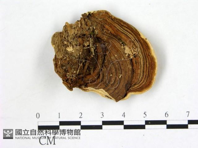 登錄號:F0006871藏品圖，第3張