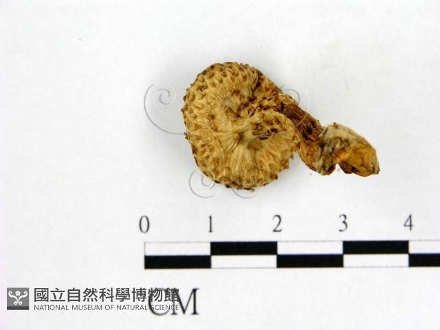 登錄號:F0021871藏品圖，第3張