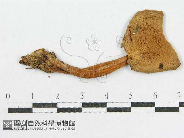登錄號:F0001871藏品圖，第3張