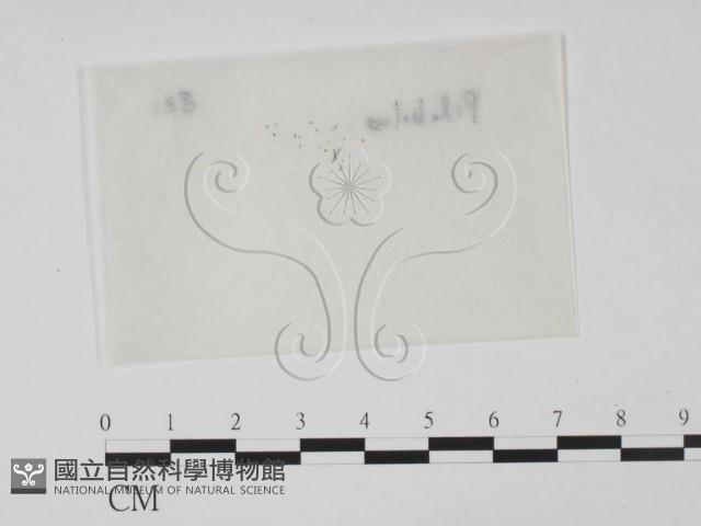 登錄號:F0012871藏品圖，第3張