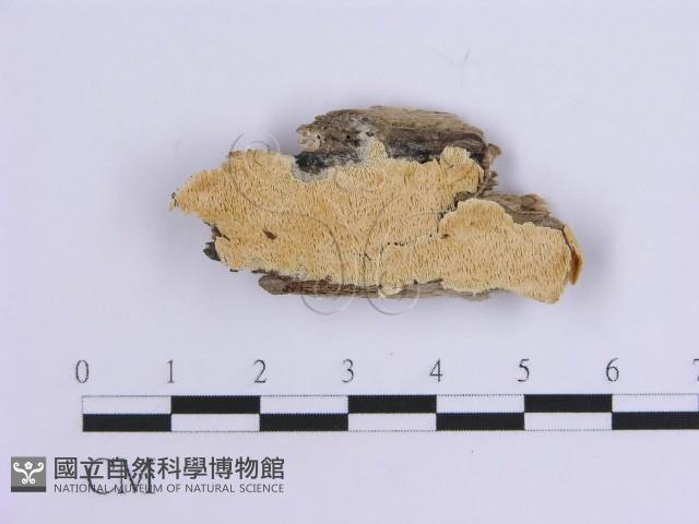 登錄號:F0017871藏品圖，第1張