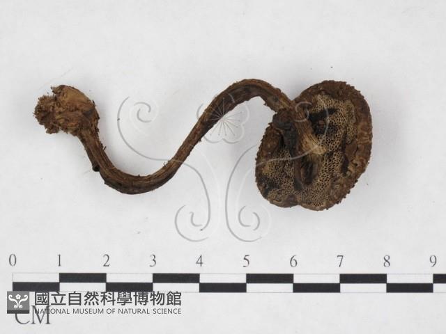 登錄號:F0025871藏品圖，第3張