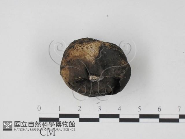 登錄號:F0009871藏品圖，第3張