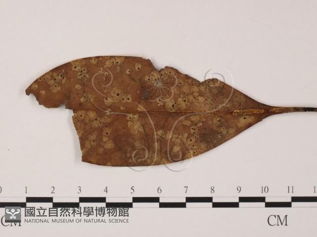 登錄號:F0019871藏品圖，第3張