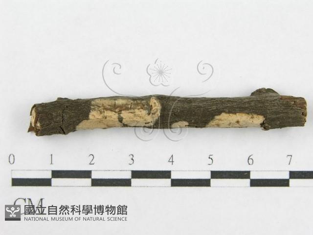 絲皮菌屬藏品圖，第3張