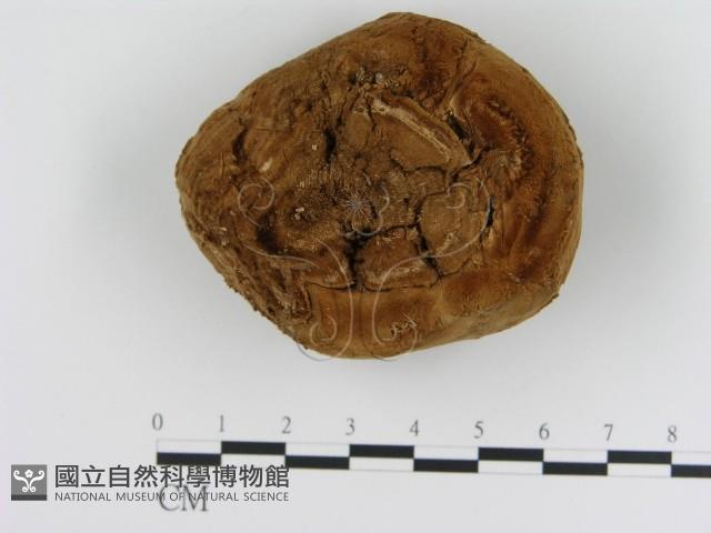 纖孔菌屬藏品圖，第3張