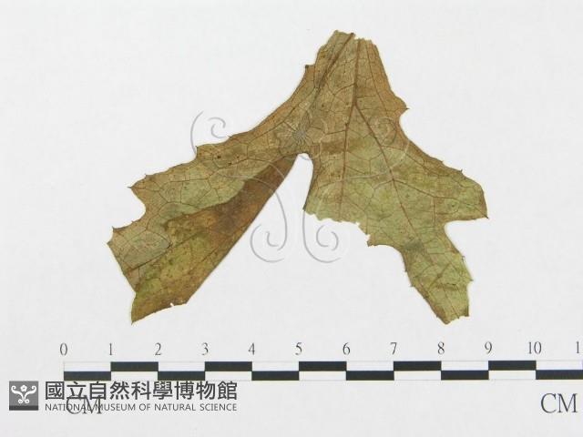 館號:F0018971藏品圖，第1張