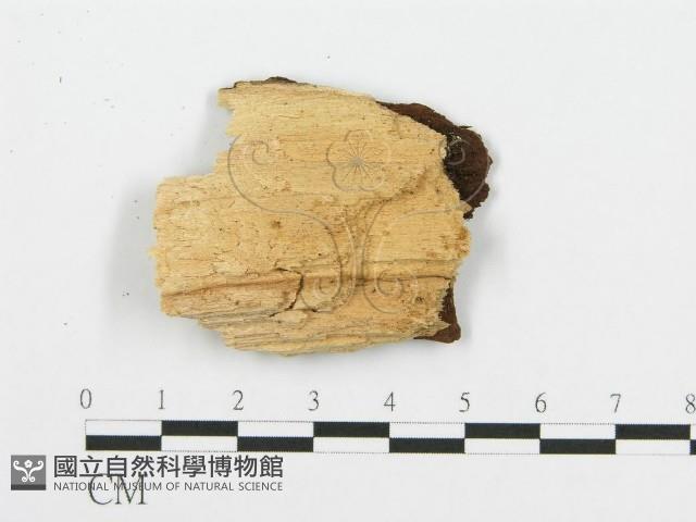 登錄號:F0000971藏品圖，第3張