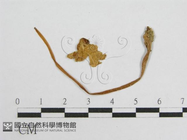 登錄號:F0010971藏品圖，第3張
