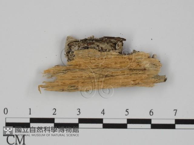 附毛菌屬藏品圖，第3張